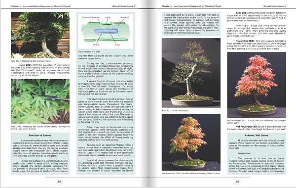 bonsai book