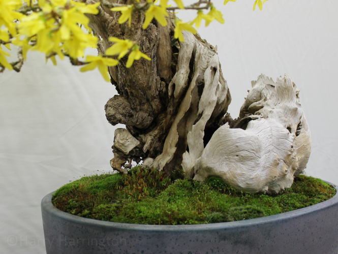 gelber bambus kaufen Gelber Laufbambus - Phyllostachys aureosulcata aureocaulis