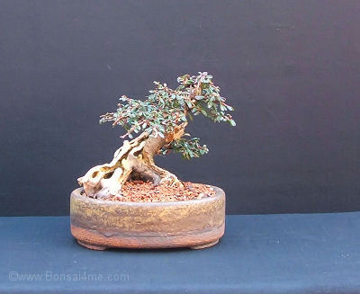 The tree has now been planted into a pot from Erin Pottery