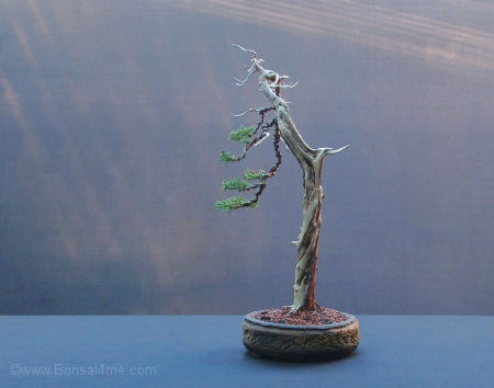 juniper bonsai