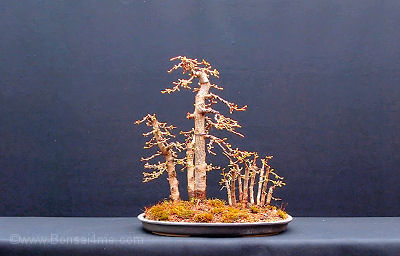 Japanese Larch Group Planting by Harry Harrington