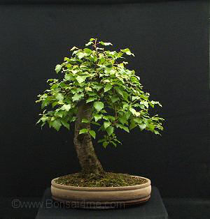 Birch Bonsai by Harry Harrington