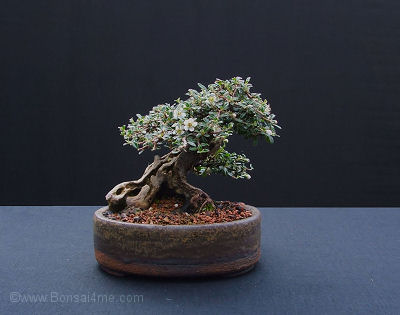 Bonsai In flower