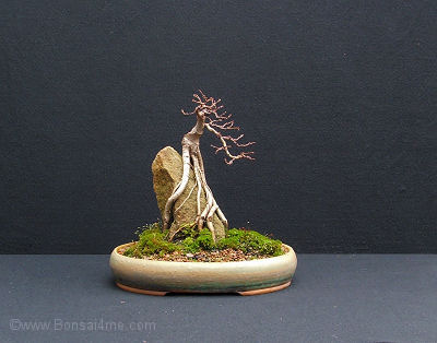 shohin elm over rock bonsai