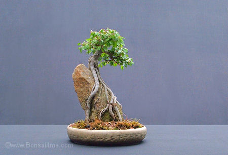 elm over rock bonsai