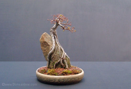 elm root over rock bonsai