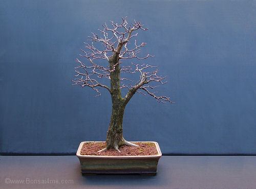 hawthorn  bonsai