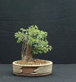 Hawthorn/ Crataegus monogyna Bonsai Progression Series 