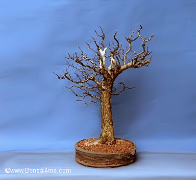 damaged rim on one side to reflect the jin and shari of the Hawthorn's deadwood