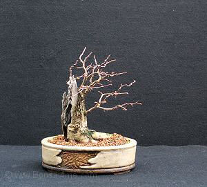 Hawthorn/ Crataegus monogyna Bonsai Progression Series 