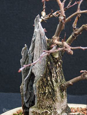Hawthorn/ Crataegus monogyna Bonsai Progression Series 