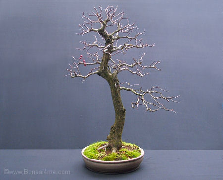 hawthorn bonsai