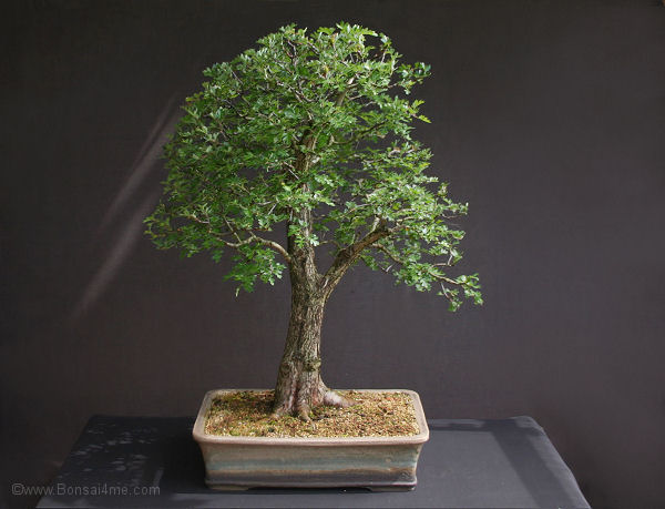 hawthorn bonsai