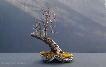 hawthorn raft bonsai