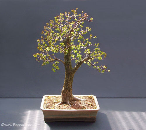 hawthorn bonsai