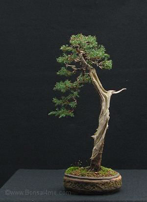 juniper bonsai