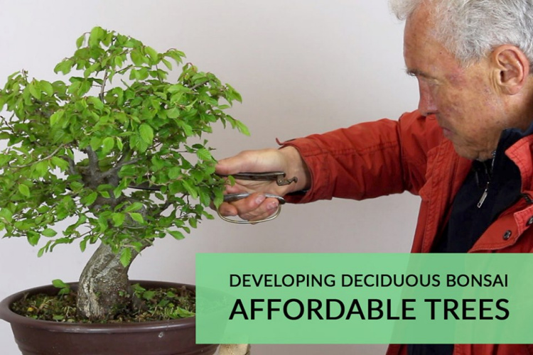 Filming The Bonsai Empire "Developing Deciduous Bonsai Course" July 2019