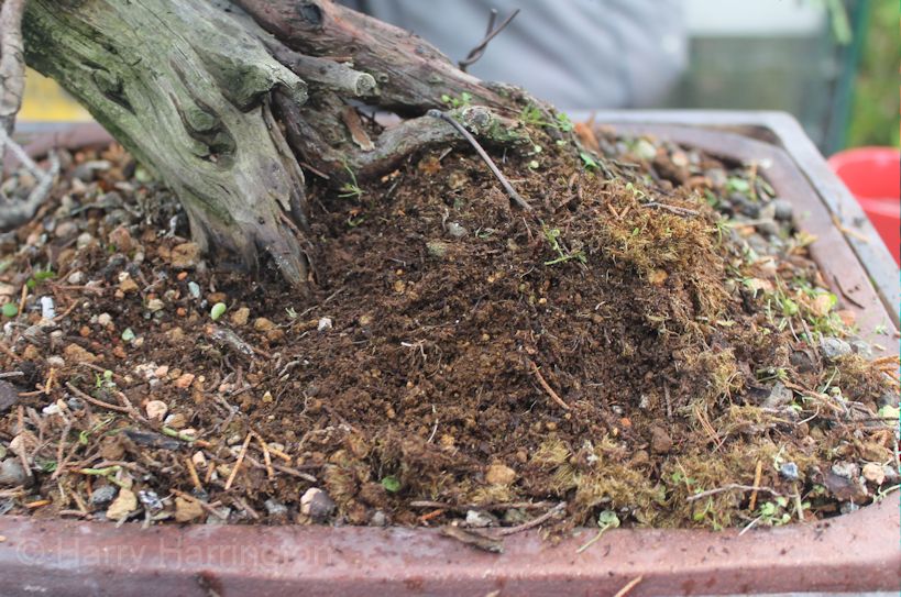 A Dying Juniper Bonsai