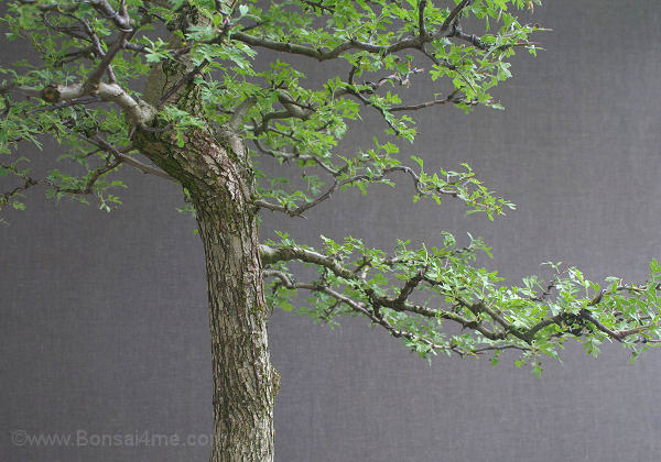 hawthorn bonsai