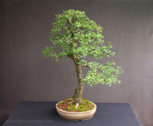 hawthorn bonsai
