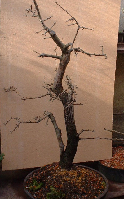 Hawthorn/Crataegus monogyna Bonsai Progression Series