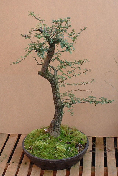 Hawthorn/Crataegus monogyna Bonsai Progression Series