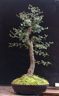 Hawthorn/Crataegus monogyna Bonsai Progression Series