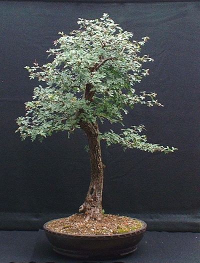 Hawthorn/Crataegus monogyna Bonsai Progression Series
