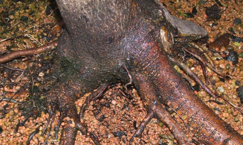 trunkbase of an Acer palmatum/Mountain Maple in development