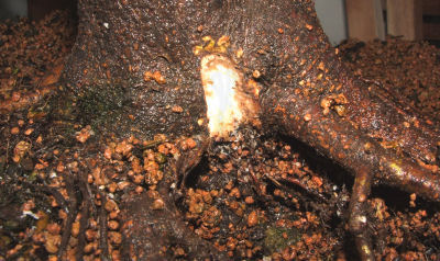 cut into the front of the trunkbase