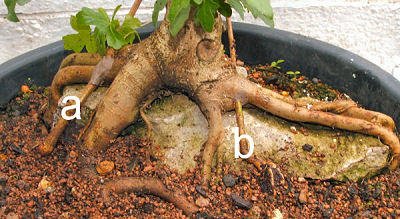 root over rock Field Maple (Acer campestre) bonsai above