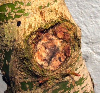 Acer Palmatum or Mountain Maple Bonsai