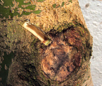 deep enough for the entire scion