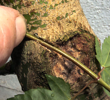 scion or 'donor' shoot from the same tree