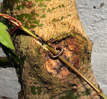 secure the scion within the channel