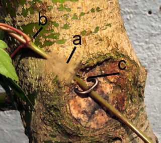 graft will be ready to separate in late Summer next year