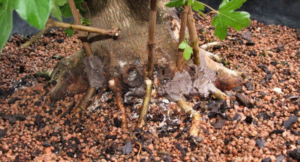 Four field maple seedlings approached-grafted to the back of a much larger field maple bonsai