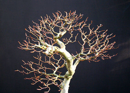 beech bonsai