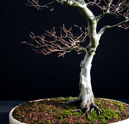 beech bonsai