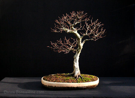 beech bonsai