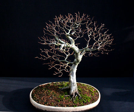 beech bonsai