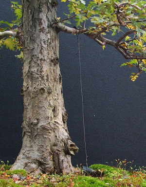 Bonsai Guy wire
