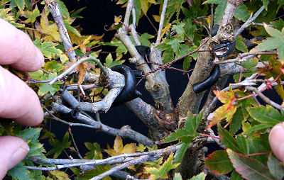 Acer palmatum 'Kiyohime' guy wire tourniquet