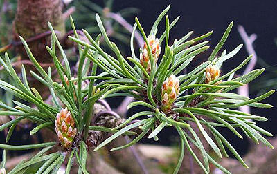 Mugo Pine branch with standard coiled wiring