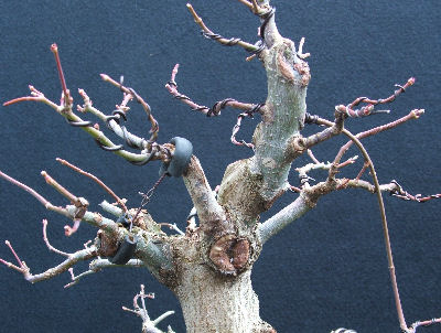 Notching Branches