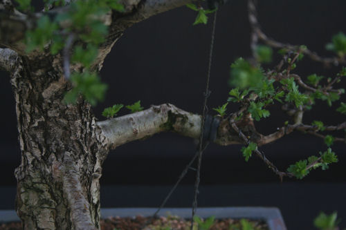 hawthorn bonsai branch