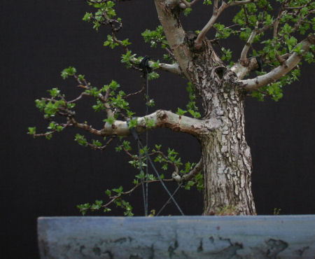 hawthorn bonsai branch