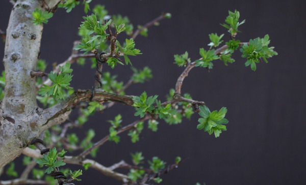 hawthorn bonsai branch