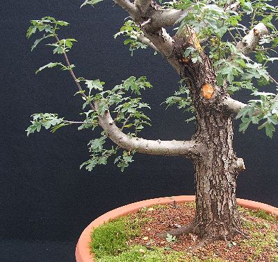 Hawthorn bonsai before hollowing