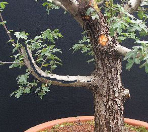 Hawthorn bonsai branch splitting